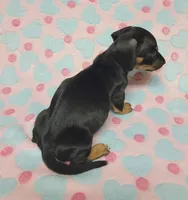Dottie , a female Miniature Dachshund for sale in Keatchie, LA – 7 of 10