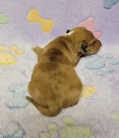 Sadie , a female Miniature Dachshund for sale in Keatchie, LA – 7 of 10