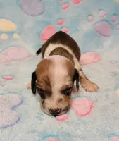 Baby Shilo, a male Miniature Dachshund for sale in Keatchie, LA – 8 of 10