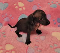 Tweety, a female Miniature Dachshund for sale in Keatchie, LA – 10 of 10