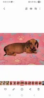 Darling , a female Miniature Dachshund for sale in Keatchie, LA – 5 of 10