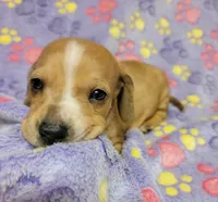 Goldie, a female Miniature Dachshund for sale in Keatchie, LA – 9 of 10