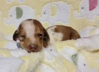Baby KayKay , a female Miniature Dachshund for sale in Keatchie, LA – 10 of 10