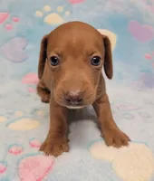 Amberly Marie, a female Miniature Dachshund for sale in Keatchie, LA – 6 of 10