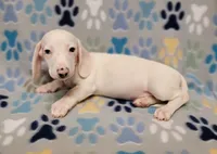 Frosty , a male Miniature Dachshund for sale in Keatchie, LA – 7 of 10