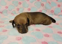 Olivia Grace , a female Miniature Dachshund for sale in Keatchie, LA – 10 of 10