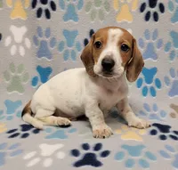 Baby John , a male Miniature Dachshund for sale in Keatchie, LA – 3 of 10