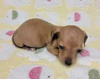 Tiny, a male Miniature Dachshund for sale in Keatchie, LA – 9 of 10