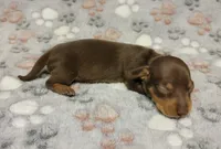 Sammy, a male Miniature Dachshund for sale in Keatchie, LA – 8 of 9