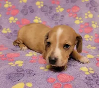 Goldie, a female Miniature Dachshund for sale in Keatchie, LA – 3 of 10