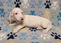 Frosty , a male Miniature Dachshund for sale in Keatchie, LA – 5 of 10
