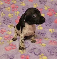 Oreo, a female Miniature Dachshund for sale in Keatchie, LA – 8 of 10