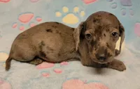 Cooper Wayne , a male Miniature Dachshund for sale in Keatchie, LA – 3 of 10