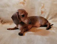 Jackson, a male Dachshund for sale in Keatchie, LA – 2 of 10