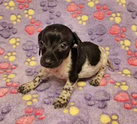 Oreo, a female Miniature Dachshund for sale in Keatchie, LA – 3 of 10