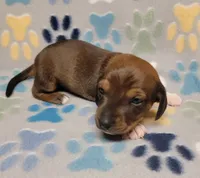 Baby Matthew , a male Miniature Dachshund for sale in Keatchie, LA – 10 of 10