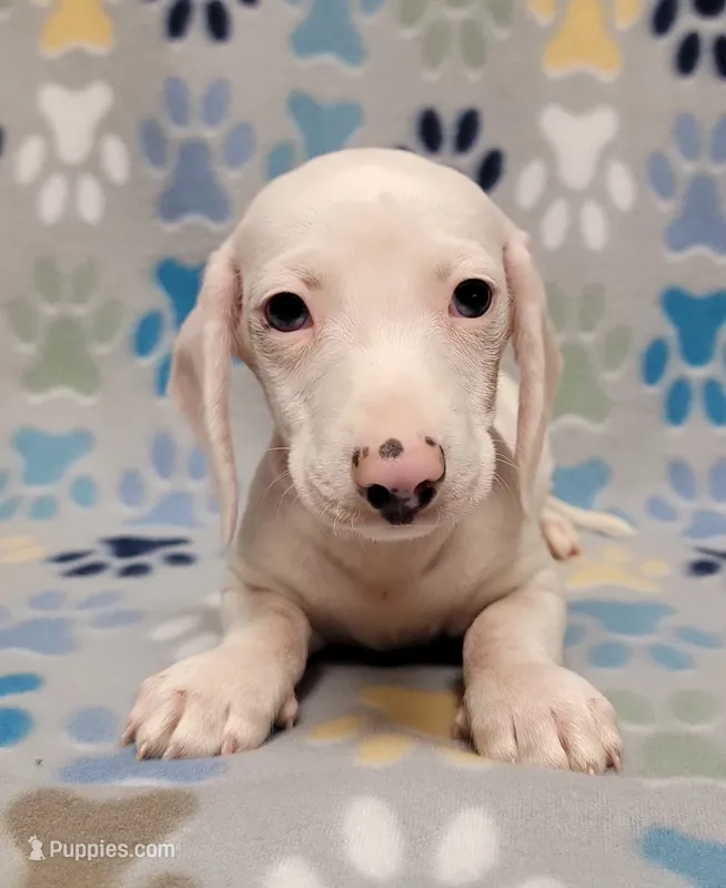 Frosty , a male Miniature Dachshund for sale in Keatchie, LA – 1 of 10