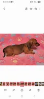 Darling , a female Miniature Dachshund for sale in Keatchie, LA – 2 of 10
