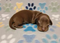 Sonny, a male Miniature Dachshund for sale in Keatchie, LA – 4 of 10