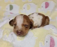 Baby KayKay , a female Miniature Dachshund for sale in Keatchie, LA – 8 of 10