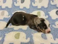 Pedro, a male Miniature Dachshund for sale in Keatchie, LA – 4 of 10