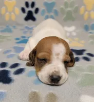 Baby John , a male Miniature Dachshund for sale in Keatchie, LA – 10 of 10