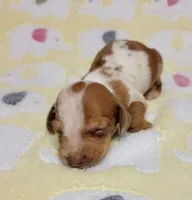 Baby KayKay , a female Miniature Dachshund for sale in Keatchie, LA – 2 of 10