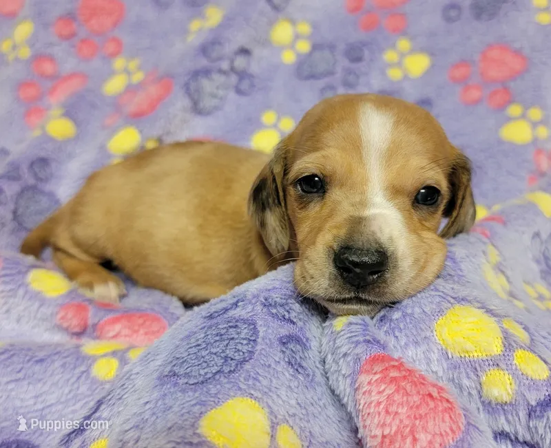 Goldie – Miniature Dachshund puppy for sale in Keatchie, LA