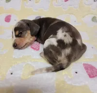 Heaven Leigh , a female Miniature Dachshund for sale in Keatchie, LA – 5 of 10