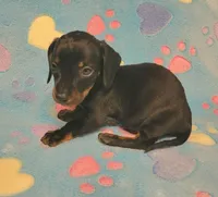 Rascal , a male Miniature Dachshund for sale in Keatchie, LA – 3 of 10