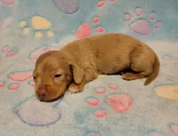 Baby Milo, a male Miniature Dachshund for sale in Keatchie, LA – 4 of 10