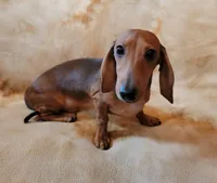 Jackson, a male Dachshund for sale in Keatchie, LA – 9 of 10