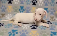 Frosty , a male Miniature Dachshund for sale in Keatchie, LA – 6 of 10