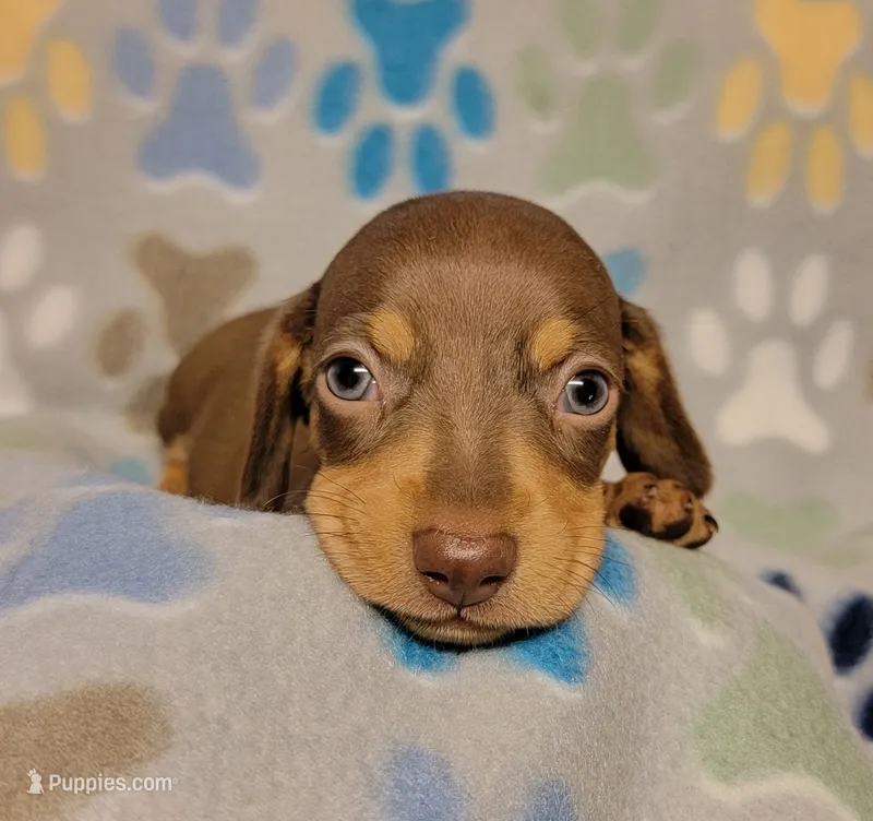 Sammy – Miniature Dachshund puppy for sale in Keatchie, LA