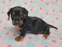 Dottie , a female Miniature Dachshund for sale in Keatchie, LA – 5 of 10