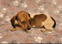 Bo Jangles , a male Miniature Dachshund for sale in Keatchie, LA – 2 of 9