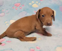 Amberly Marie, a female Miniature Dachshund for sale in Keatchie, LA – 3 of 10