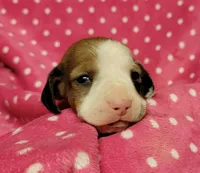 Daisy Mae , a female Miniature Dachshund for sale in Keatchie, LA – 2 of 10