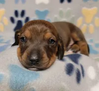 Baby Matthew , a male Miniature Dachshund for sale in Keatchie, LA – 2 of 10