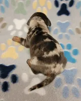 Hershey , a male Miniature Dachshund for sale in Keatchie, LA – 4 of 10