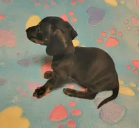 Rascal , a male Miniature Dachshund for sale in Keatchie, LA – 8 of 10