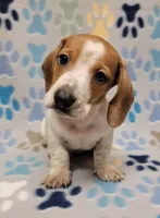 Baby John , a male Miniature Dachshund for sale in Keatchie, LA – 4 of 10