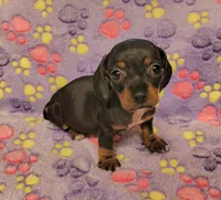 Lucy, a female Miniature Dachshund for sale in Keatchie, LA – 3 of 10