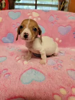 Twinkie , a female Miniature Dachshund for sale in Keatchie, LA – 10 of 10