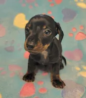 Rascal , a male Miniature Dachshund for sale in Keatchie, LA – 2 of 10