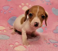 Twinkie , a female Miniature Dachshund for sale in Keatchie, LA – 9 of 10