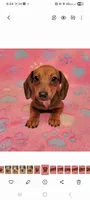 Darling , a female Miniature Dachshund for sale in Keatchie, LA – 10 of 10