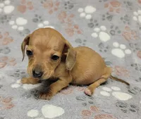 Tiny, a male Miniature Dachshund for sale in Keatchie, LA – 6 of 10