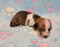 Baby Shilo, a male Miniature Dachshund for sale in Keatchie, LA – 4 of 10