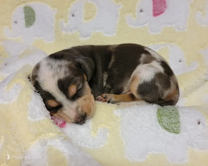 Heaven Leigh  – Miniature Dachshund puppy for sale in Keatchie, LA